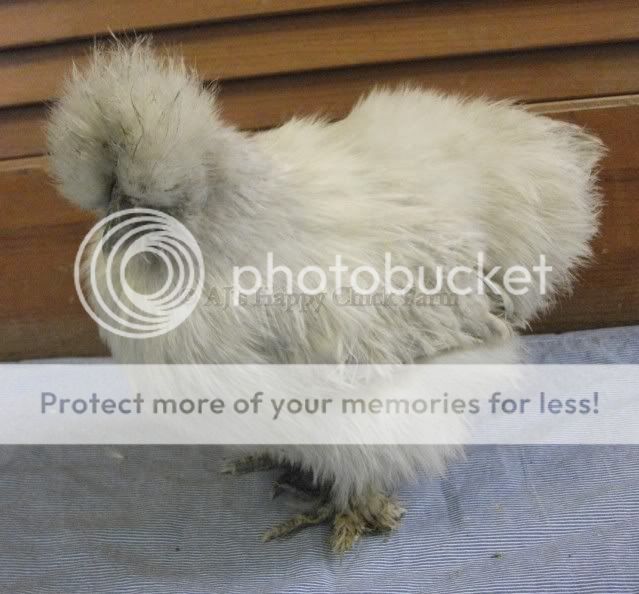 lav-pearl26pullet3.jpg