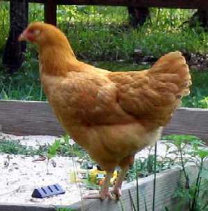buff_orpington_hen.jpg