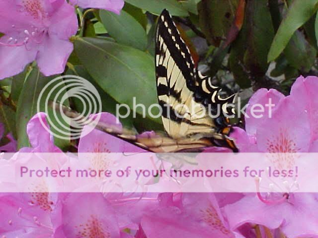 TSwallowtail02.jpg