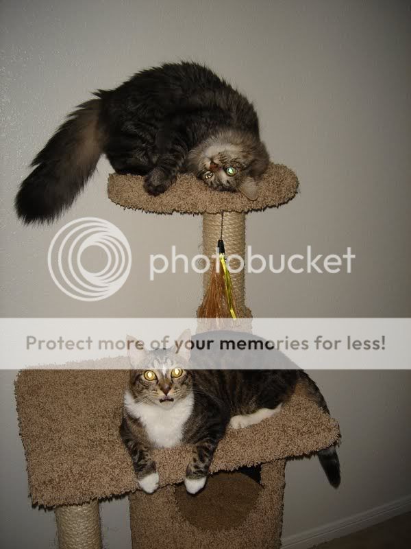 MiloandGizmo2.jpg