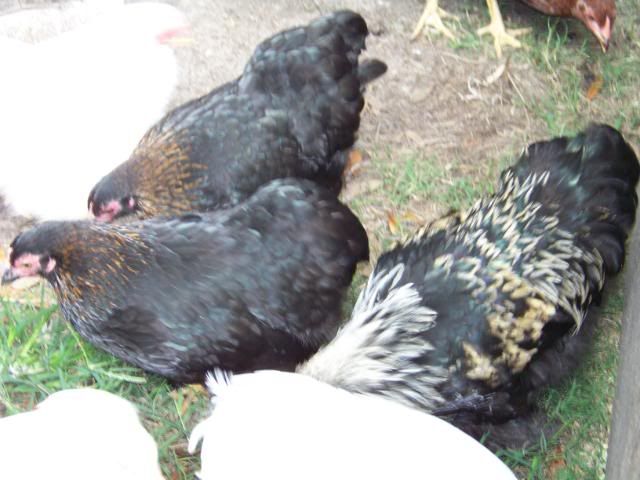 Bantamcochins002.jpg