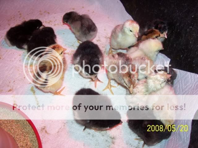 100_4930.jpg