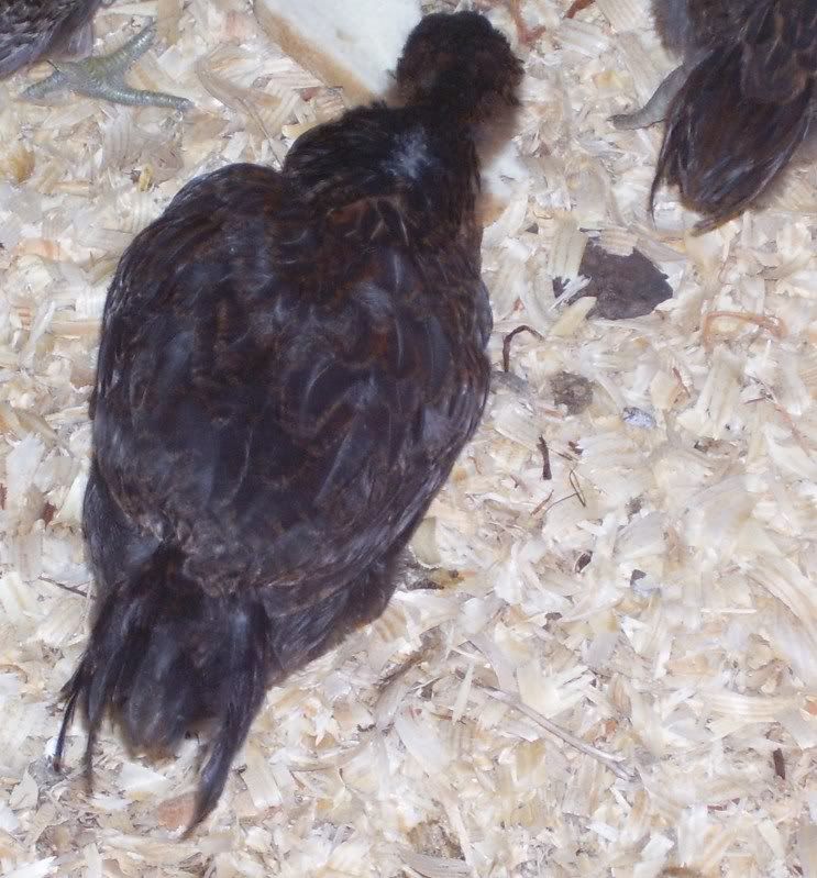 chicks55weeks007.jpg
