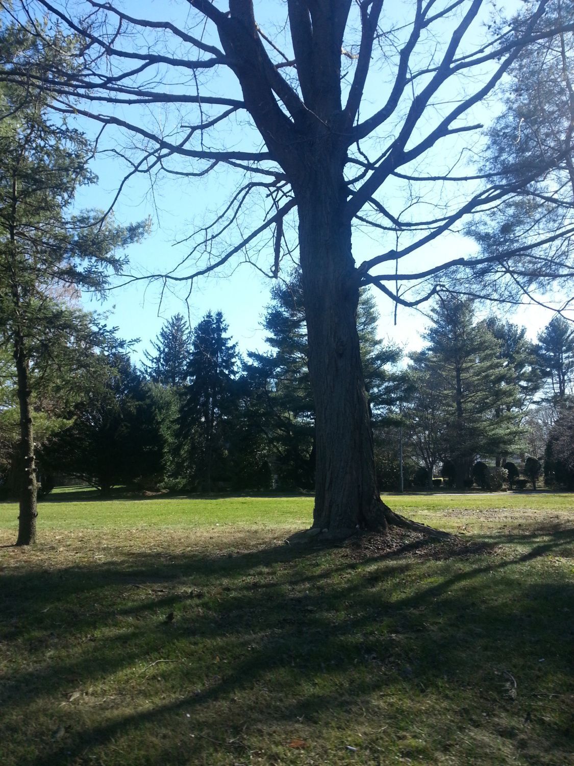 900x900px-LL-8f22c064_20130406_162559.jpeg
