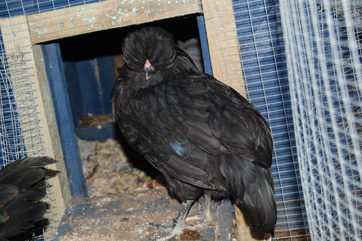 blackarF1.jpg