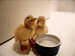 tumblr_n28uxxUS5K1sezoa7o1_250.gif