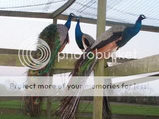 peafowl041.jpg
