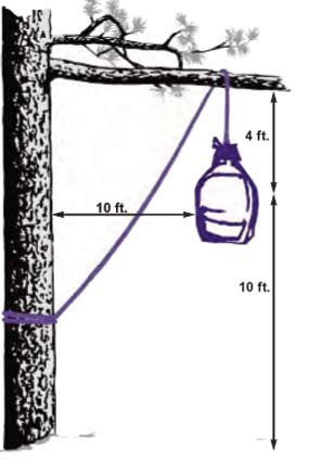 bear-brochure-hanging-food-.jpg