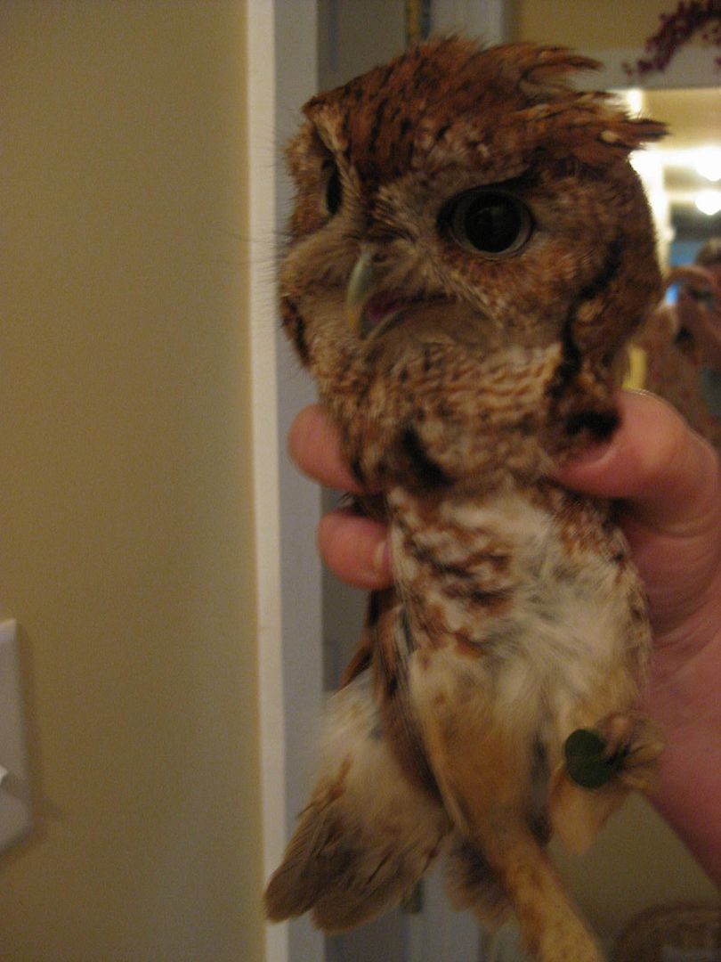owl.jpg