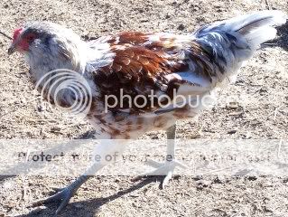 chicksnroosters001.jpg
