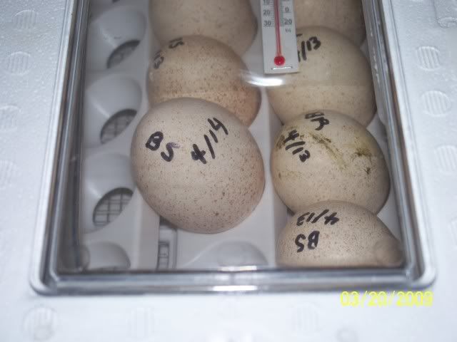 100_0745.jpg