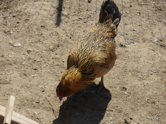 DSC04422-1.jpg