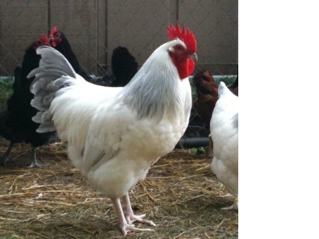 600x450px-LL-a1e56dab_Coro.Roo02.jpeg