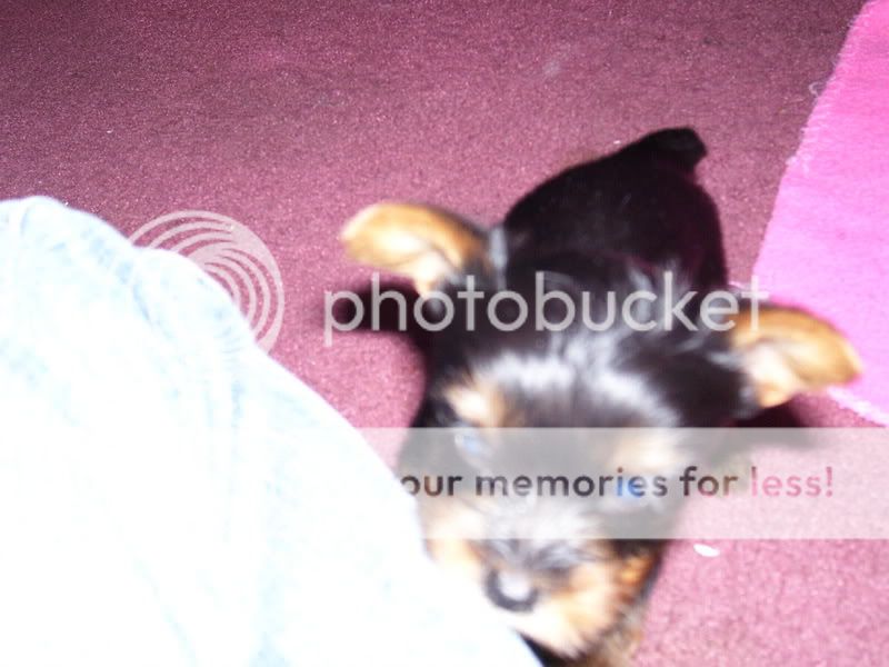 Puppies015.jpg