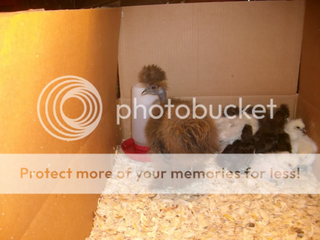 BoltsBabyandnewsilkies12-21-22.jpg