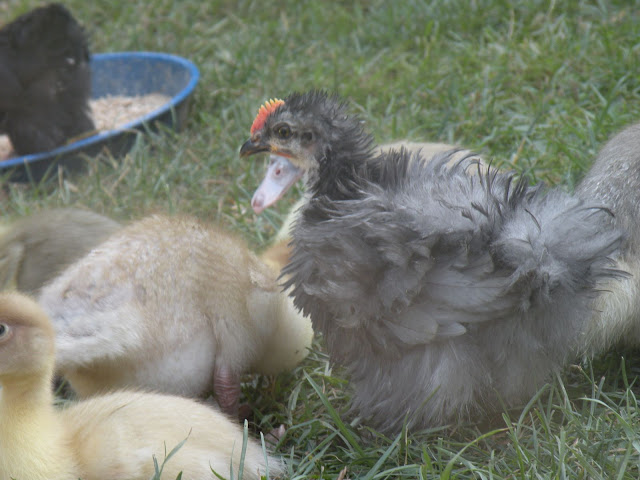 DSCN4318.JPG