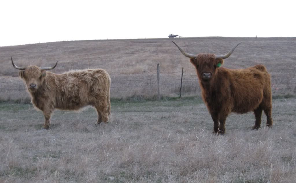 1higlandercows.jpg