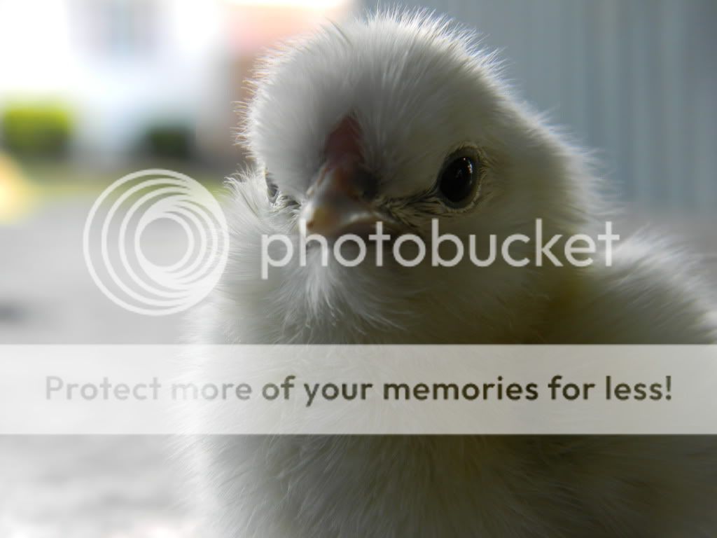 ChickPicks4016.jpg