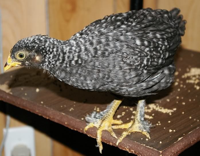featherfoot.jpg