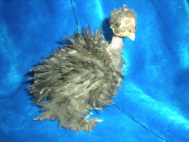 DSCN1387.jpg