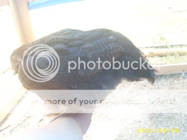 7-1-11hugephotodump492.jpg