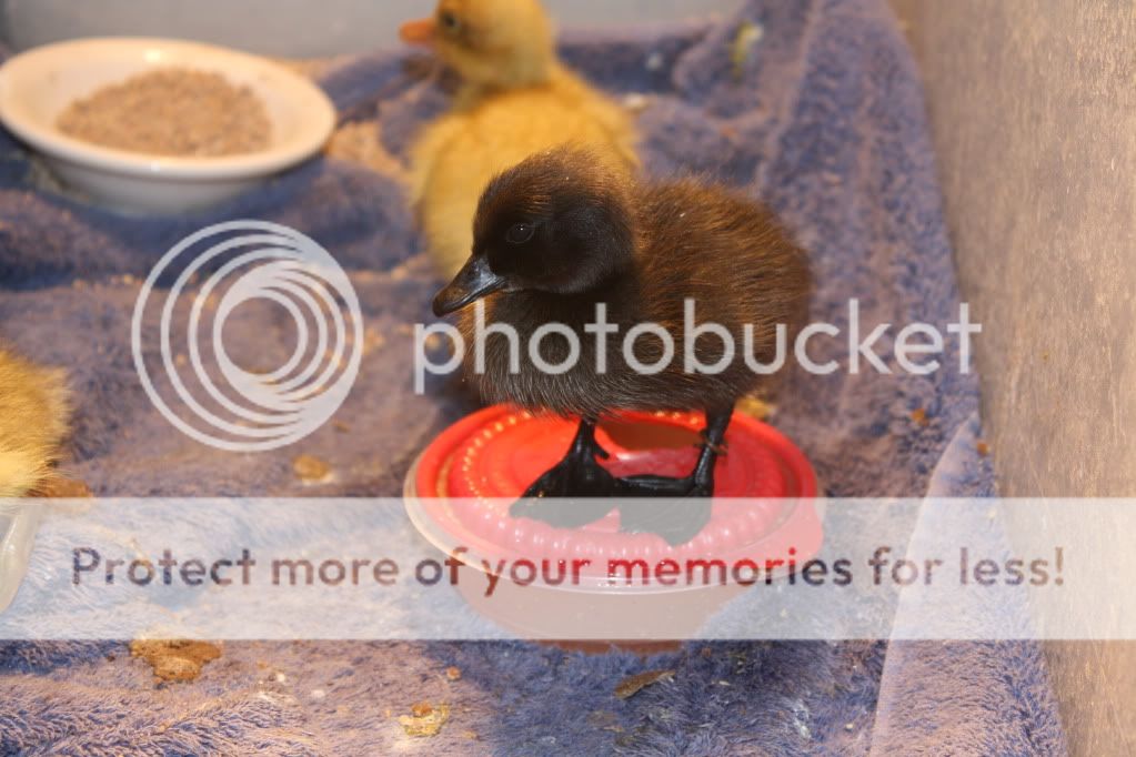 newducklings030.jpg