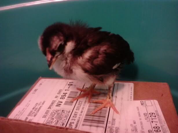 chick5.jpg