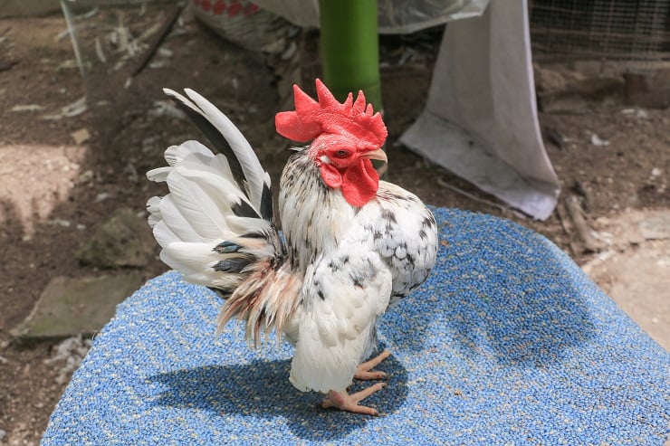 Serama-Roo.jpg
