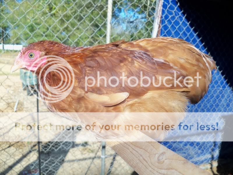 barnyard043.jpg