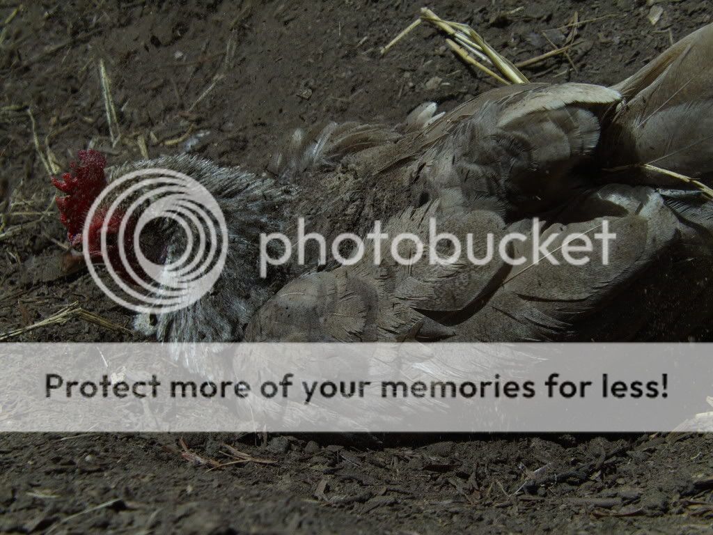 FILE0838.jpg