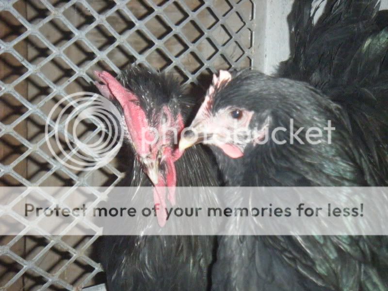 DSCF1649.jpg