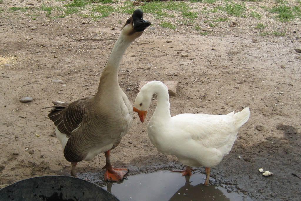 Geese3.jpg