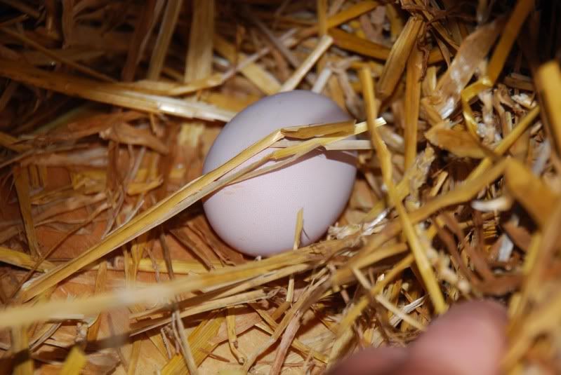 egg_no_1.jpg