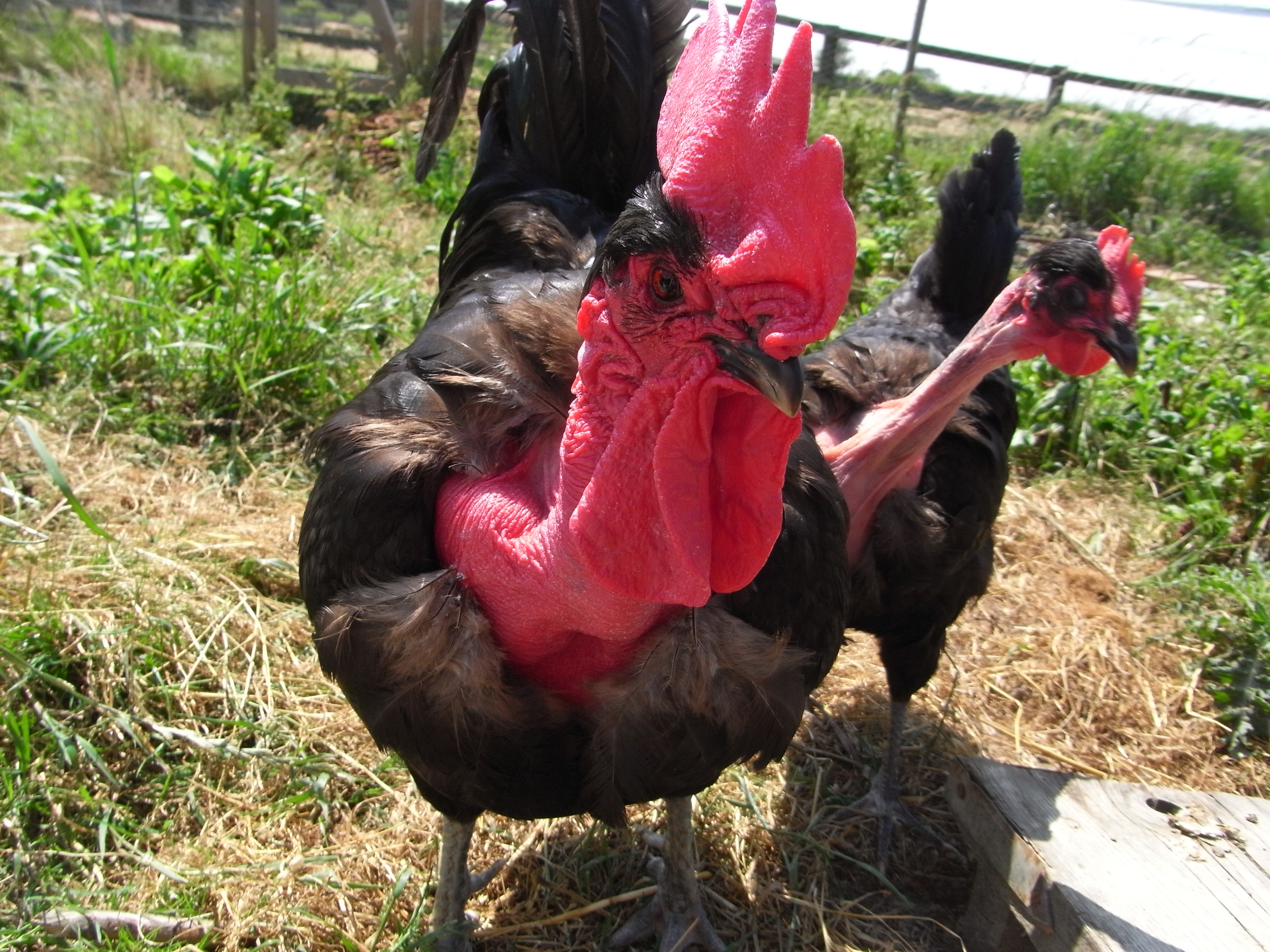 Naked_neck_rooster.jpg