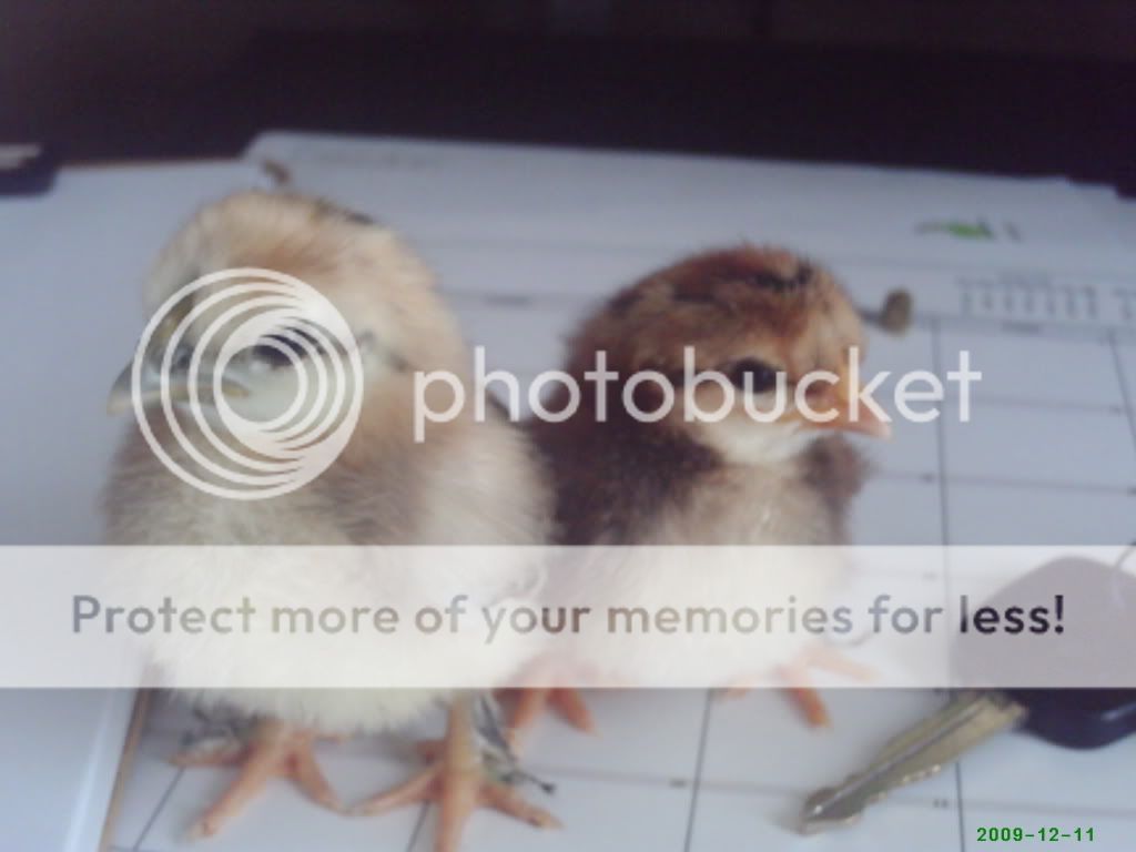 PHTO0389.jpg