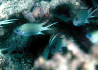 Acanthochromis_polyacanthus_QLDYoung.jpg