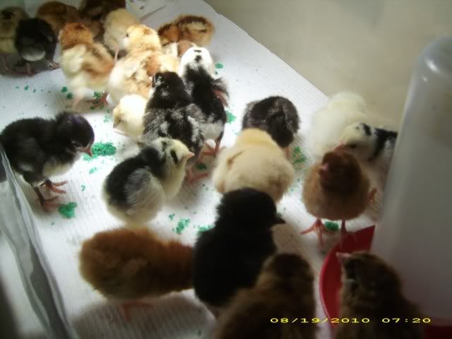 Chicks011.jpg