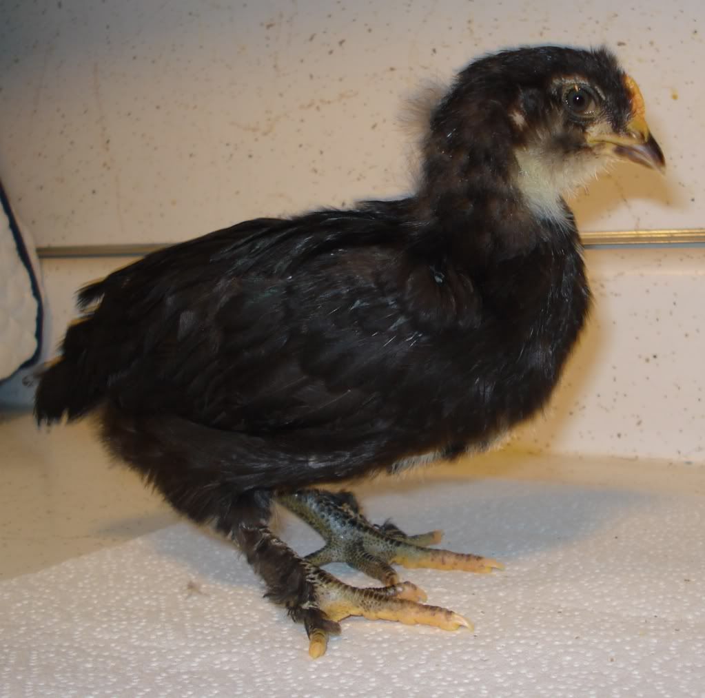 OE-blackboy-side-4wks.jpg