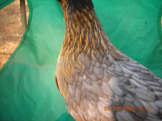 DSCN3496.jpg
