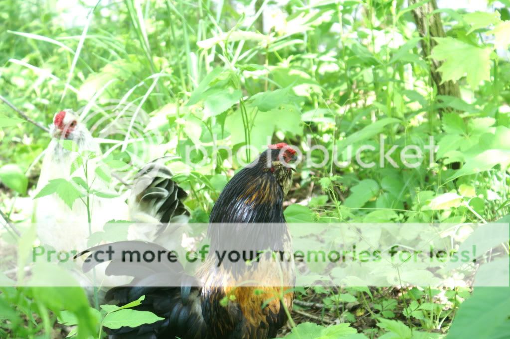 mychickens163.jpg