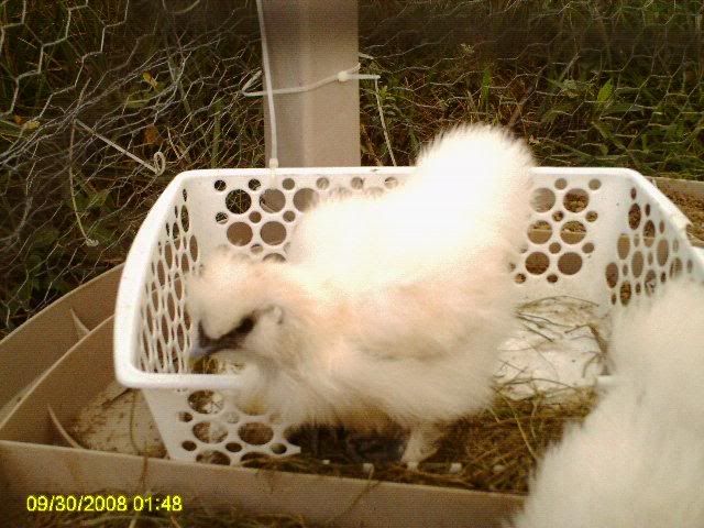 PICT00031.jpg