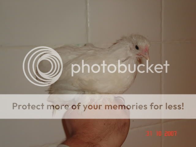chickens027.jpg