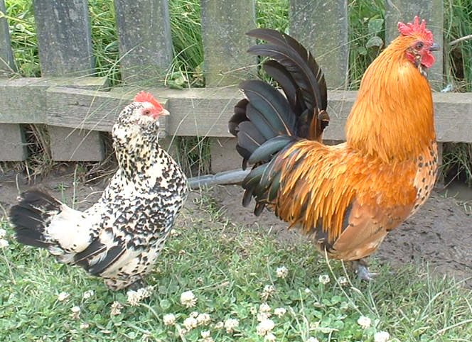 chickens-23.jpg