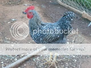 S6301295.jpg