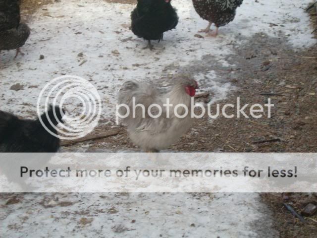 birdsinthesnow005.jpg
