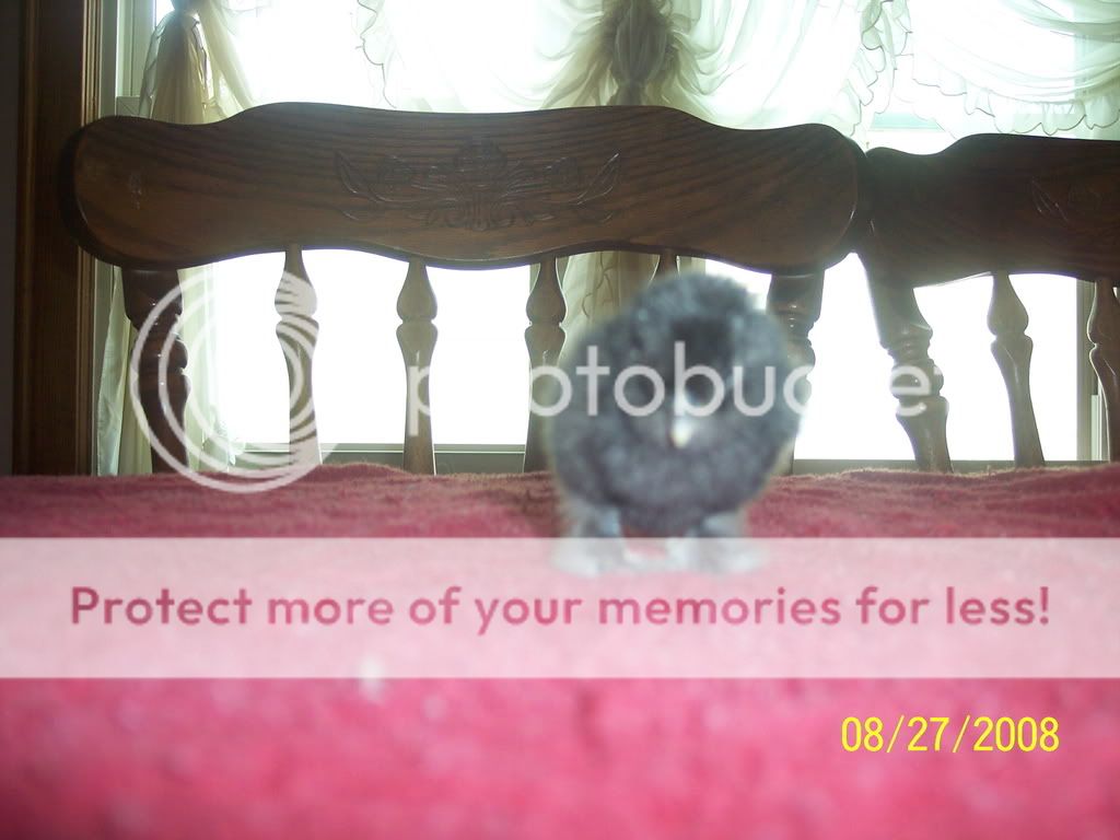 Picture102.jpg