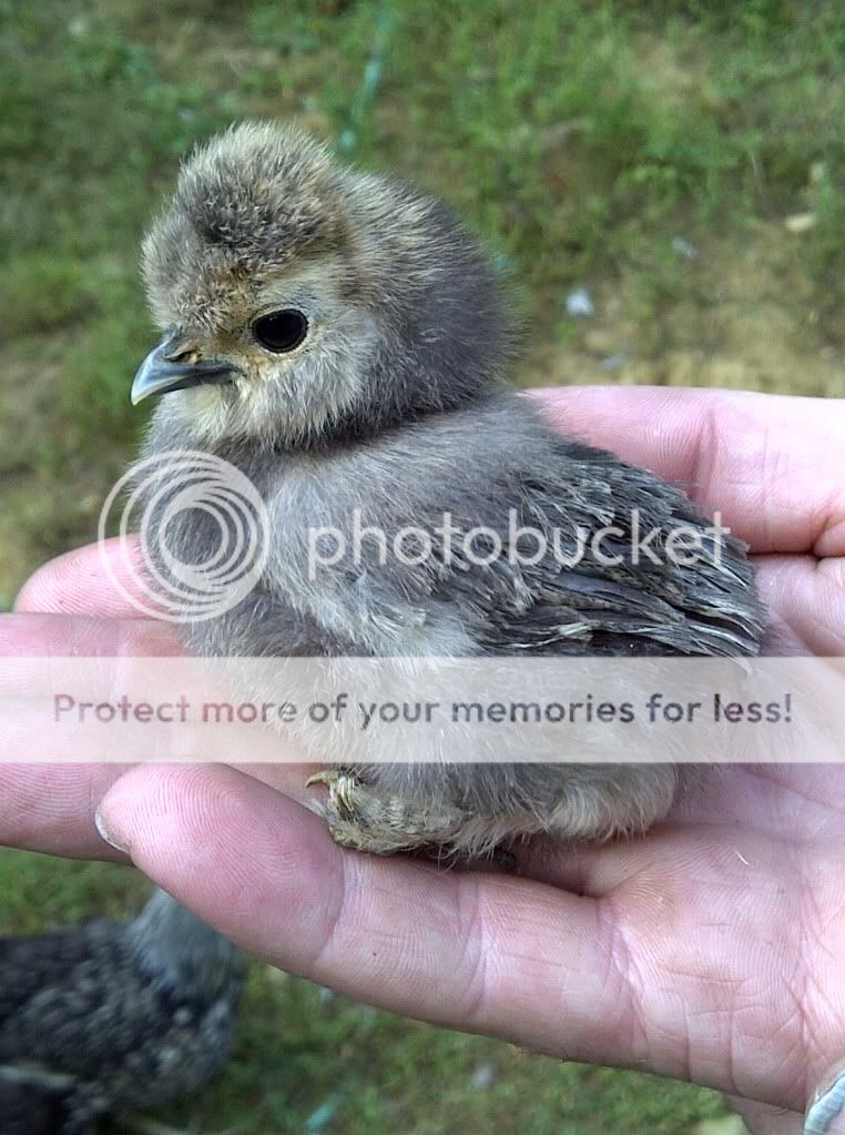 silkiechick1.jpg