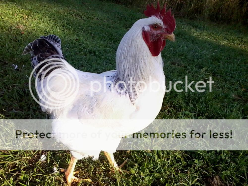 badtail3.jpg