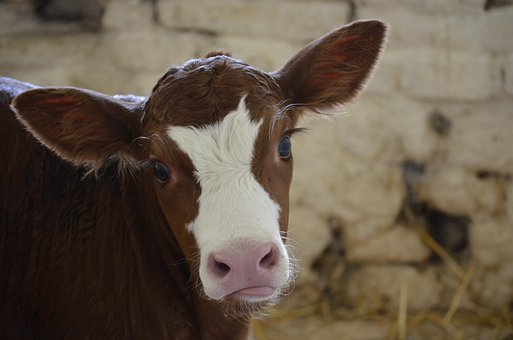 eyes-2626900__340.jpg
