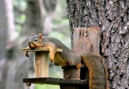 funny-squirrel-napping.jpg